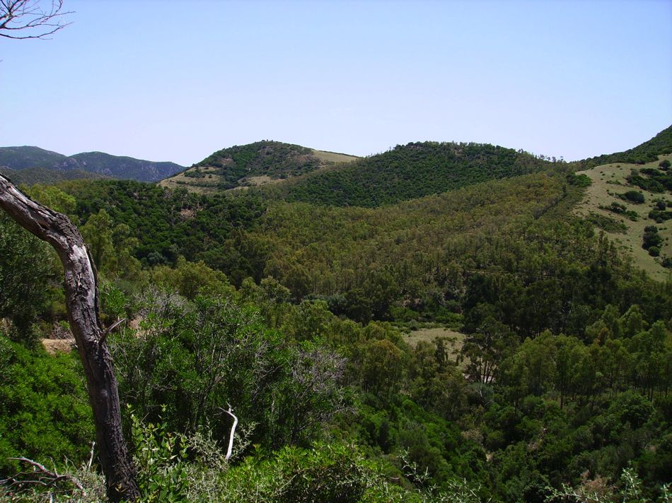 Anno 2008, progetto di utilizzazione boschiva e stima